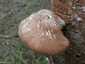 Nyírfa-tapló (Fomitopsis betulina), Dél-Pest